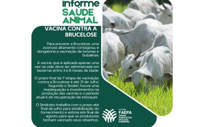 Informe Saúde Animal: Vacina Contra a Brucelose