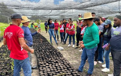 Viveiros Comunitários no Pará: Projeto Promove Sustentabilidade e Geração de Renda