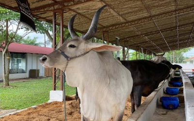 EXPOPARÁ 2024 – Do Campo ao Mercado: A Pecuária que Incentiva Negócios e Oportunidades