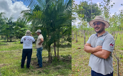 Hub CNA: Açaí Ganha em Inovação no Manejo por Meio de Startup do Pará