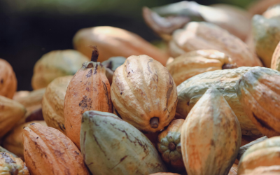 Projeto de Lei reconhece o município de Medicilândia, no Pará, como capital brasileira do cacau