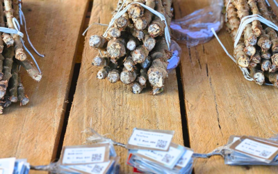 Aliança entre Ciência e Produção rural protegem a mandioca contra a vassoura-de-bruxa