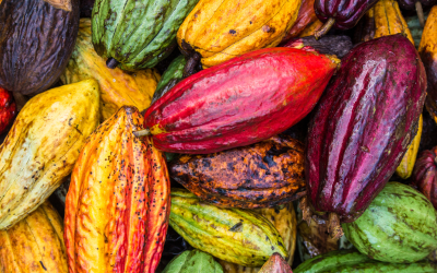 FAEPA divulga nota sobre medidas em defesa dos produtores de cacau