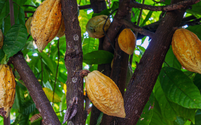NOTA – Suspensão das importações de amêndoas de cacau da Costa do Marfim