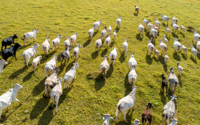 FAEPA participa da reunião da Comissão Nacional de Bovinocultura