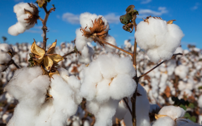 Liberação do Plantio de Algodão Transgênico no Estado do Pará pela Comissão Técnica Nacional de Biossegurança – CNTBio