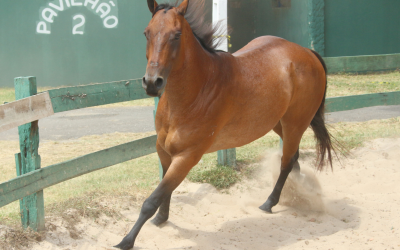Suspensão da obrigatoriedade da vacinação contra a Influenza Equina no Pará