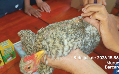 Senar promove curso de Avicultura Caipira em Barcarena