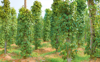 Observatório do Agro Paraense – Panorama da Cadeia da Pimenta-do-reino no Pará (2024)