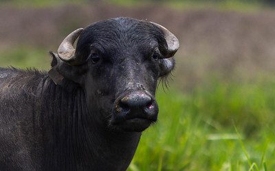 Marajó: Atualização cadastral de animais iniciará dia 15 de agosto