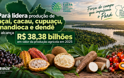 Pará lidera produção de açaí, cacau, cupuaçu, mandioca e dendê e alcança R$ 38,38 bilhões em valor da produção agrícola em 2025